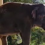 پاکستان سے جانے والا ہاتھی آزاد، کمبوڈیا میں کاون کو جنگل میں چھوڑ دیا گیا