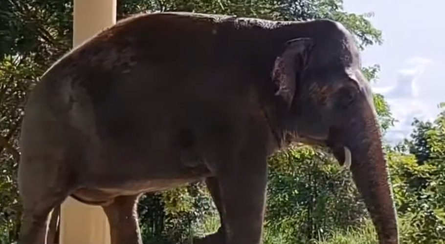پاکستان سے جانے والا ہاتھی آزاد، کمبوڈیا میں کاون کو جنگل میں چھوڑ دیا گیا