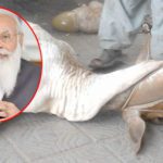 Modi Government Has Started Considering a Ban on Animal Slaughter on Eid-ul-Adha