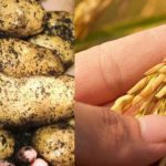 جینیاتی سالمیے میں تبدیلی، آلو اور چاول کی پیداوار میں 50 فیصد اضافہ