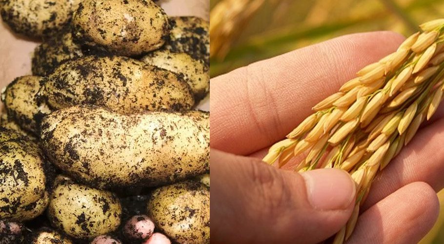 جینیاتی سالمیے میں تبدیلی، آلو اور چاول کی پیداوار میں 50 فیصد اضافہ