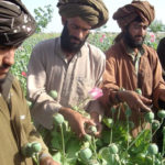 طالبان نے افغانستان میں افیون کی کاشت پر پابندی عائد کردی