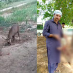 راولپنڈی کے علاقے چونترہ میں نایاب ہرن کا شکار، پنجاب وائلڈ ڈیپارٹمنٹ کا شکاریوں کے خلاف کارروائی کا عندیہ