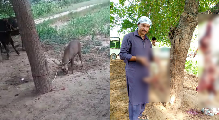 راولپنڈی کے علاقے چونترہ میں نایاب ہرن کا شکار، پنجاب وائلڈ ڈیپارٹمنٹ کا شکاریوں کے خلاف کارروائی کا عندیہ