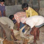 Police in India have shot dead seven Muslim youths in the legs over a cow slaughter
