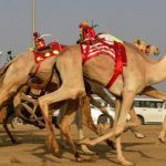 سعودی عرب کے اونٹ میلے میں پاکستانی اونٹوں کا خوبصورت رقص