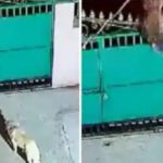 تیندے نے گھر میں گھس کر حملہ کردیا، پالتو کتے کو اُٹھا کر لے گیا