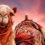 سعودی عرب میں اونٹنیوں کے مقابلہ حسن کا آغاز ہوگیا