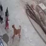 4 سالہ بچی کو کتوں نے بھنبھوڑ ڈالا، دل دہلادینے والی ویڈیو وائرل