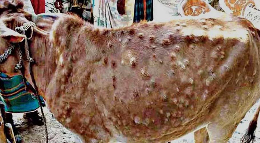 کراچی، درجنوں باڑوں میں گائے میں جلدی بیماری، سندھ فوڈ اتھارٹی کا ایکشن
