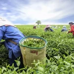 Tea imports increase by 11.95 percent in 8 months