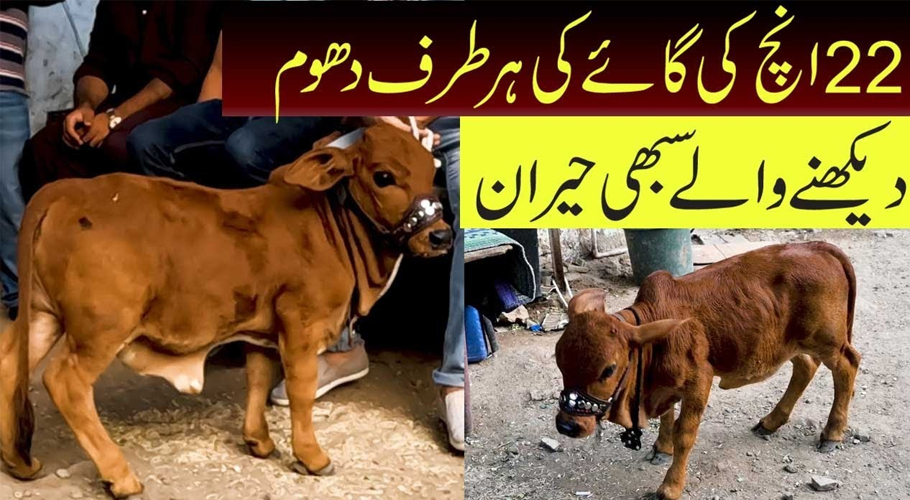 قدرت کا حسین شاہکار،صرف22انچ کی گائے