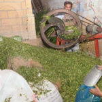 جانوروں کے چارے کی قیمتوں میں اضافہ، مویشی مالکان پریشان