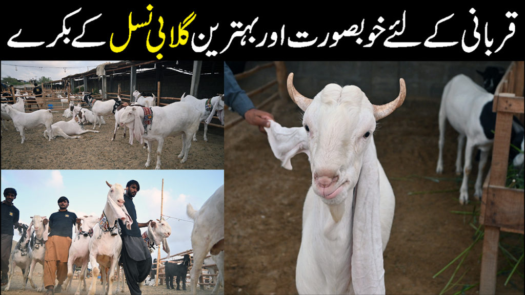 عمدہ نسل کے خوبصورت گلابی بکرے، شہریوں کی توجہ کا مرکز بن گئے