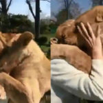 نیوزی لینڈ میں 2 شیر خاتون پر چڑھ گئے