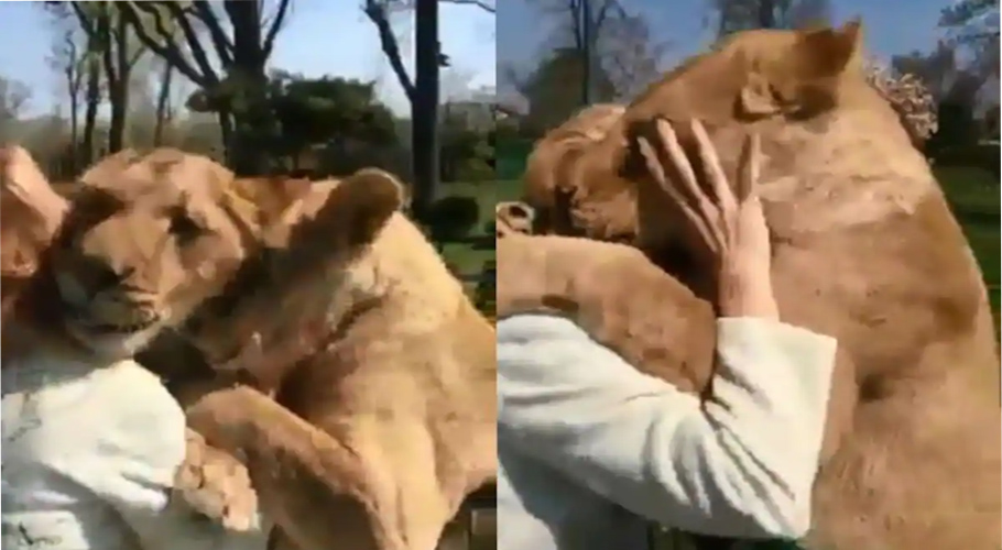 نیوزی لینڈ میں 2 شیر خاتون پر چڑھ گئے