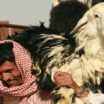 حجاج کی سہولت کیلئے قربانی کے 50ہزار بکروں کی کھیپ جدہ پہنچ گئی