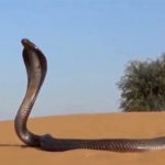 تھرپارکر، سیلابی صورتحال میں سانپ باہر نکل آئے، 9افراد شدید زخمی