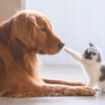 حکومت اسکولوں میں جانوروں کی فلاح و بہبود پر خصوصی کورس کرائیگی