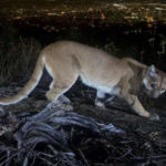ماں بھوکے شیر سے مقابلے پر اتر آئی، شیر خوار بچے کو بچا لیا