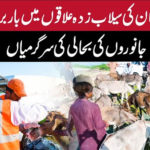 سیلاب زدہ علاقوں میں جانوروں کی حالت نا قابلِ بیان، متعدد جانور لنگڑے ہوگئے