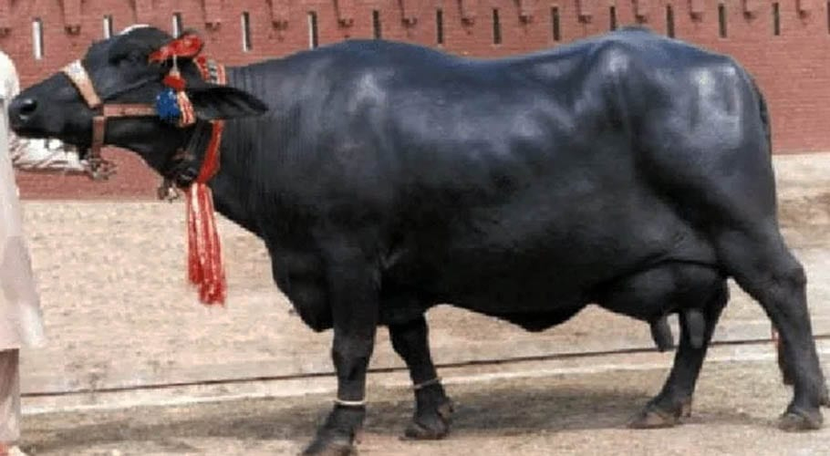 چین نے پاکستان سے بھینسوں کے ایمبریوز کی درآمد کی منظوری دے دی