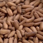 پاکستانی چلغوزے کی چین کو برآمدات 48ملین ڈالر تک پہنچ گئیں