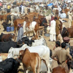 قربانی کے جانوروں کی قیمتیں گزشتہ سال کے مقابلے دوگنی ہوگئیں