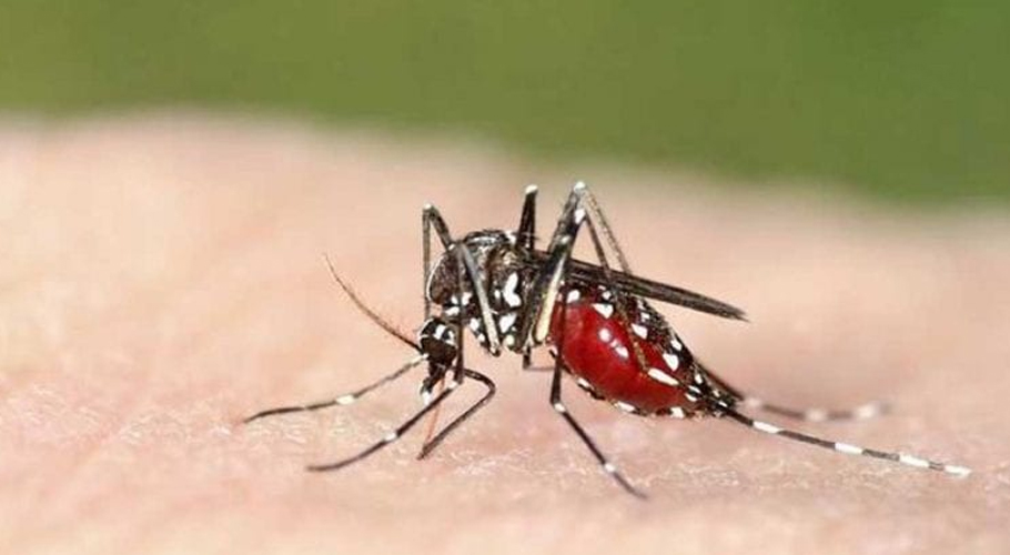 لاہور میں ڈینگی کے مزید 13کیسز سامنے آگئے