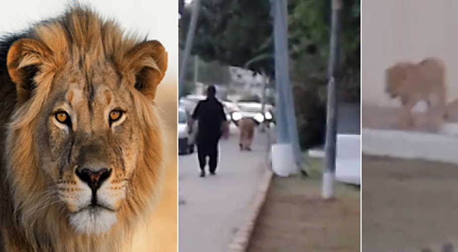 کراچی میں شارع فیصل پر شیر آگیا، لوگوں میں خوف و ہراس