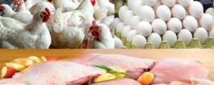 مرغی کے گوشت اور انڈوں کی قیمت میں بڑا اضافہ