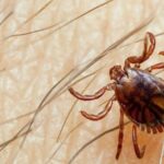 Threat alert issued over Congo virus in Pakistan