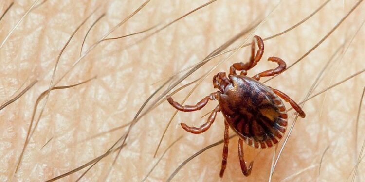 Threat alert issued over Congo virus in Pakistan