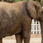 Elephant Madhubala to be shifted to Safari Park next month FROM KARACHI ZOO