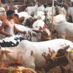 Asia’s largest Karachi cattle market expects record 800,000 animals for Qurbani