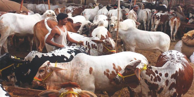 How many Qurbani animals were slaughtered in Pakistan this year?