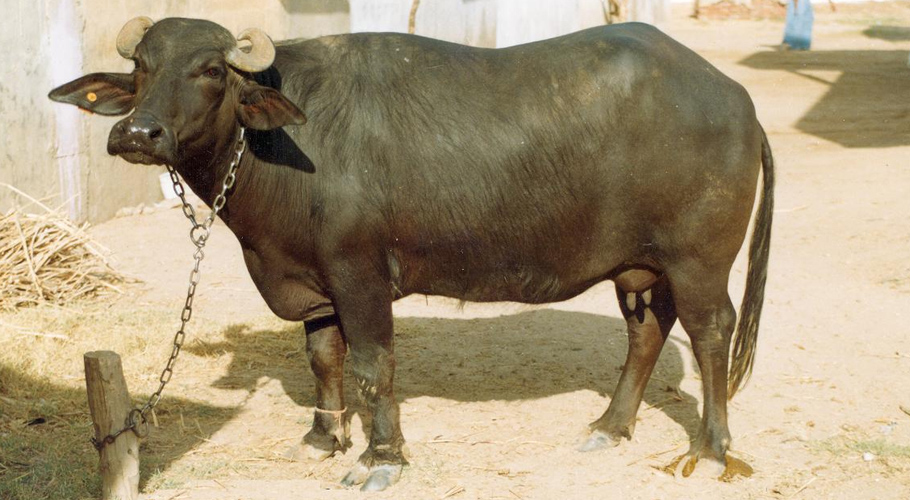 بھینس کی زبان
