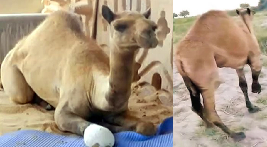 Sanghar camel finally stands