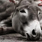 Landlords chop off donkey’s legs in Punjab