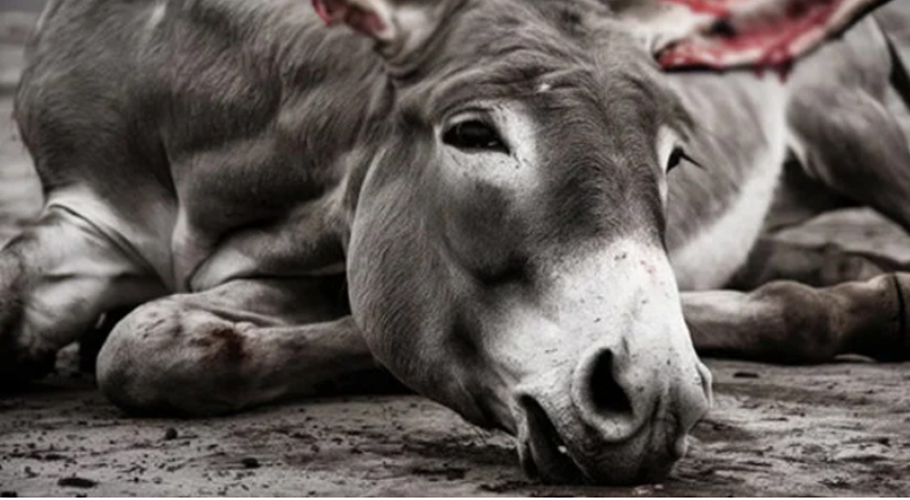 Landlords chop off donkey’s legs in Punjab
