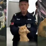 Cat arrested for 'stealing' fish from bike
