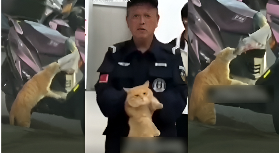 Cat arrested for 'stealing' fish from bike