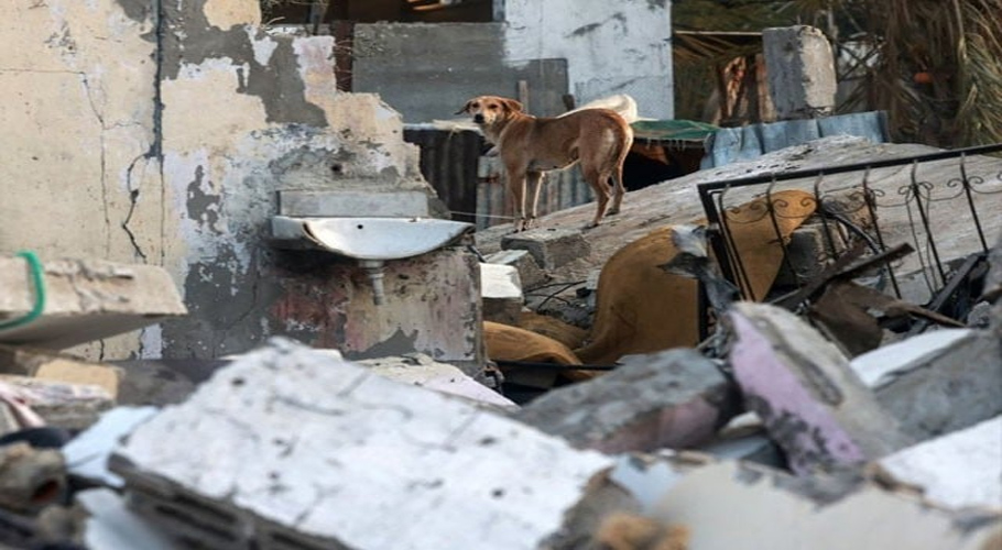 بھوک سے مر رہے