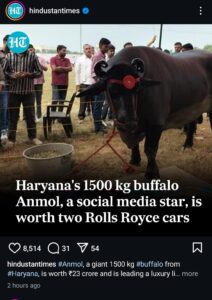 Indian buffalo Anmol worth Rs.23 crore goes viral online: Watch the video