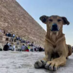 Stray dog Apollo scales Egypt’s pyramids, video goes viral