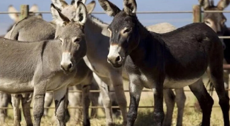 Donkey prices reach record high in Pakistan due to meat exports to China
