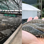 Punjab launches shrimp farming internship program