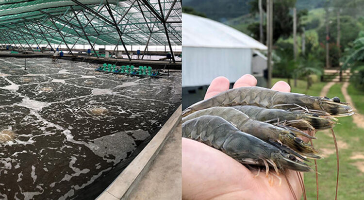 Punjab launches shrimp farming internship program