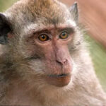 43 monkeys escape from US medical lab: Are they dangerous?