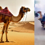 Camel transported on a bike in viral video sparks outrage